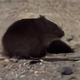 mouse85